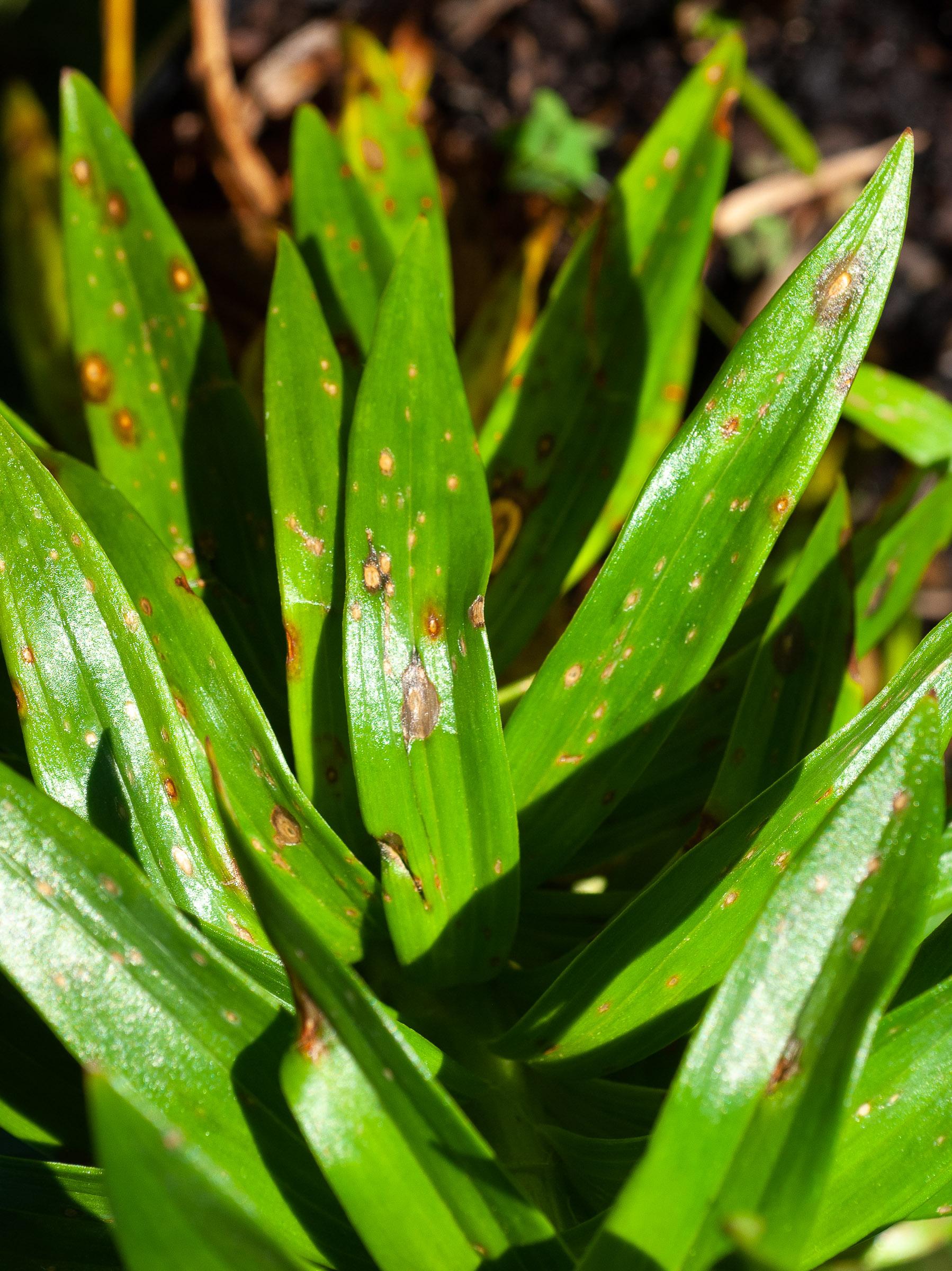 Lily_with_Botrytis